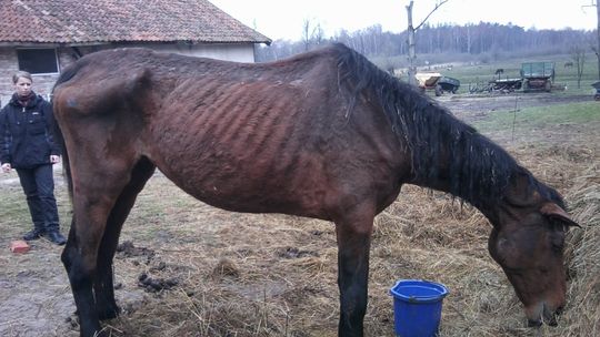 [AKT.] Znęcał się nad zwierzętami. Prokurator wnioskuje o karę więzienia