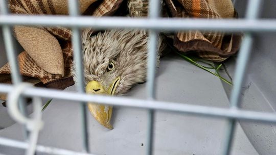 Bielik potrzebował pomocy. Błyskawiczna interwencja strażaków i samorządu