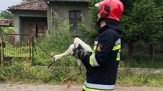 Bocian wypadł z gniazda. Strażacy pomogli mu wrócić