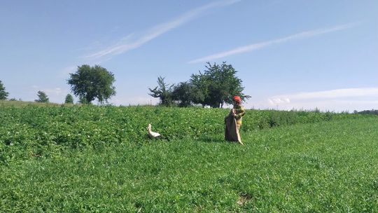 Bocian zaplątał się w drut