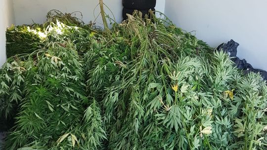 Hodował konopie na czterech plantacjach