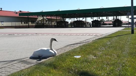 Łabędź na polsko-rosyjskim przejściu granicznym