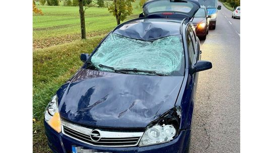 Łoś nagle pojawił się na jezdni. Poranna kolizja na trasie Kętrzyn – Bartoszyce