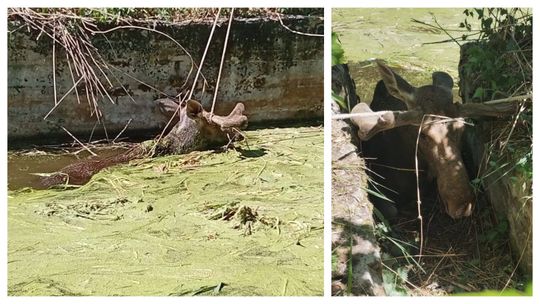 Łoś wpadł do betonowego zbiornika. Zwierzę ugrzęzło w szambie