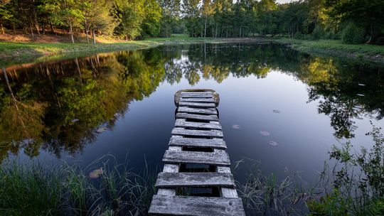 Małe stawy, duże znaczenie – rola lokalnych hodowli ryb