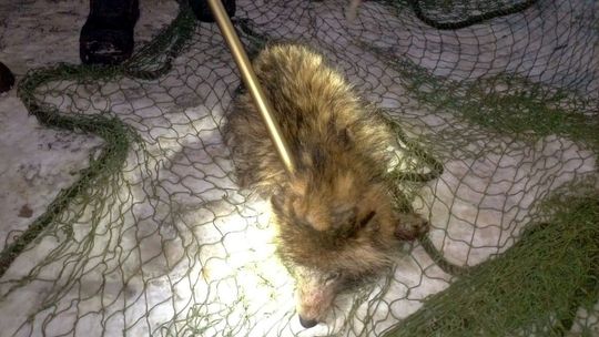 Miał być ratunek, wyszło bezprawie. Służby wypuściły gatunek inwazyjny