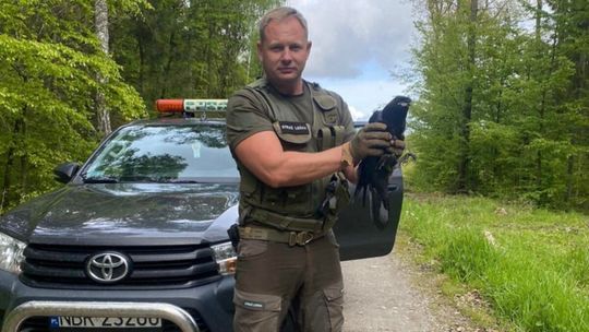 Młody kruk w tarapatach. Szybka interwencja w Nadleśnictwie Zaporowo
