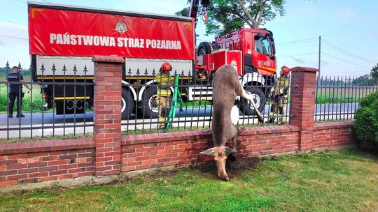 Młody łoś zginął na ogrodzeniu