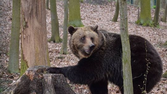 Niedźwiedzice pierwszy raz w życiu widzą las