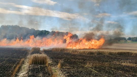 Od rolniczej maszyny zapaliło się rżysko. Później ogień przeniósł się na zboże [FILM, ZDJĘCIA]