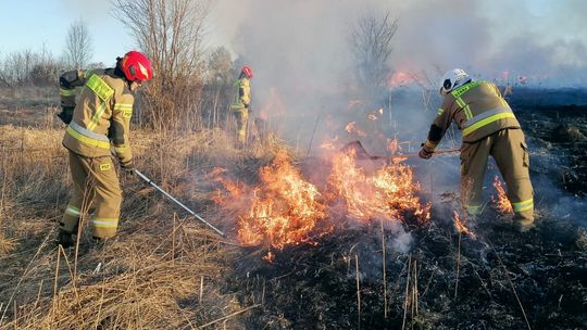 Płoną trawy. W większości – to podpalenia