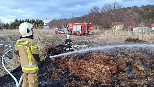 Płonęły trzciny i trawy nad Zalewem Wiślanym