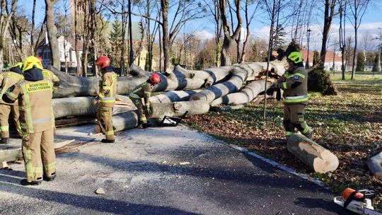 Potężne drzewo runęło w parku. Straty: zniszczona ławka