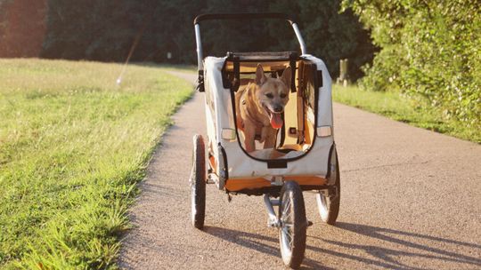 Przyczepka rowerowa dla psa – kiedy to najlepsze rozwiązanie na wspólne podróże?