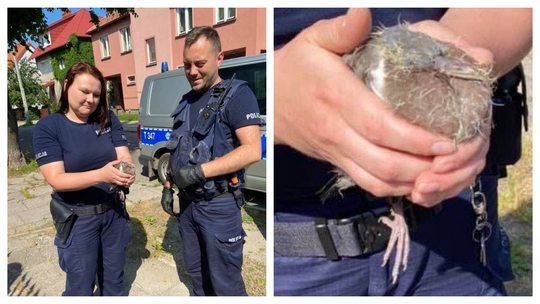 Ranne pisklę uratowane przez policjantów