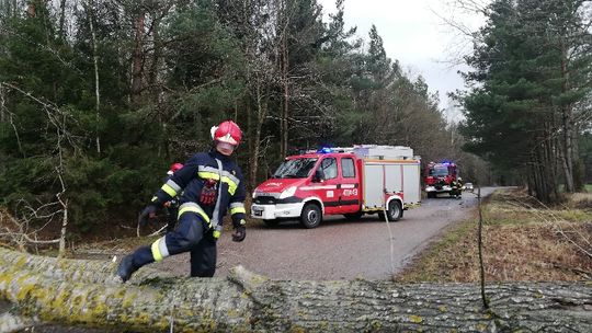 Silny wiatr łamie konary i przewraca drzewa