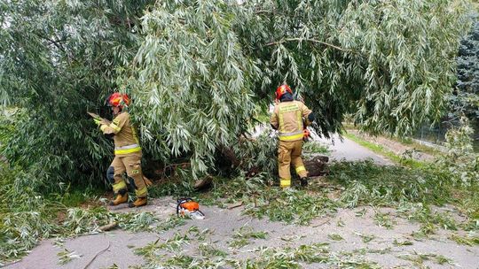 Silny wiatr nie odpuszcza. Strażacy interweniowali w powiecie braniewskim