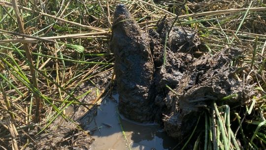 Strażnicy kontrolowali pas graniczny, znaleźli niewybuch