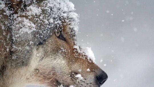 Tak, w naszych lasach są wilki. Tak, zjadają sarny i jelenie