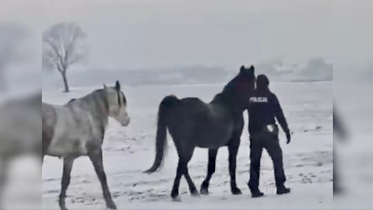 Trzy konie na drodze. Uciekinierów zatrzymali policjanci