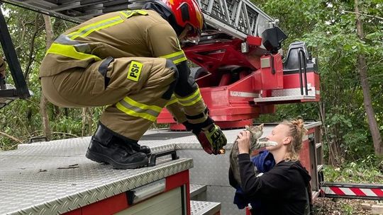 Uratowali kota. Zwierzę czekało kilka dni na pomoc