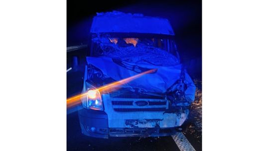 Zwierzę wyskoczyło wprost pod samochód. Kierowca nie zdążył zahamować. Zwierzę wyskoczyło wprost pod samochód. Kierowca nie zdążył zahamować.