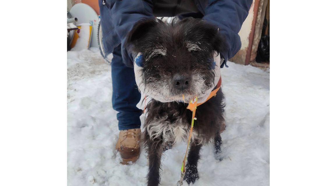 Braniewo: poszukiwany opiekun psa. Może ktoś rozpoznaje tego psiaka?