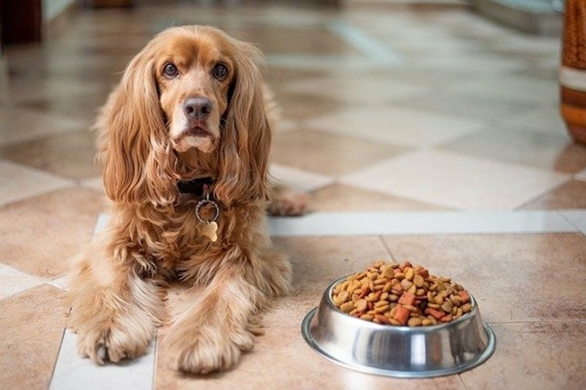 Jak wybrać właściwą suchą karmę dla psa?