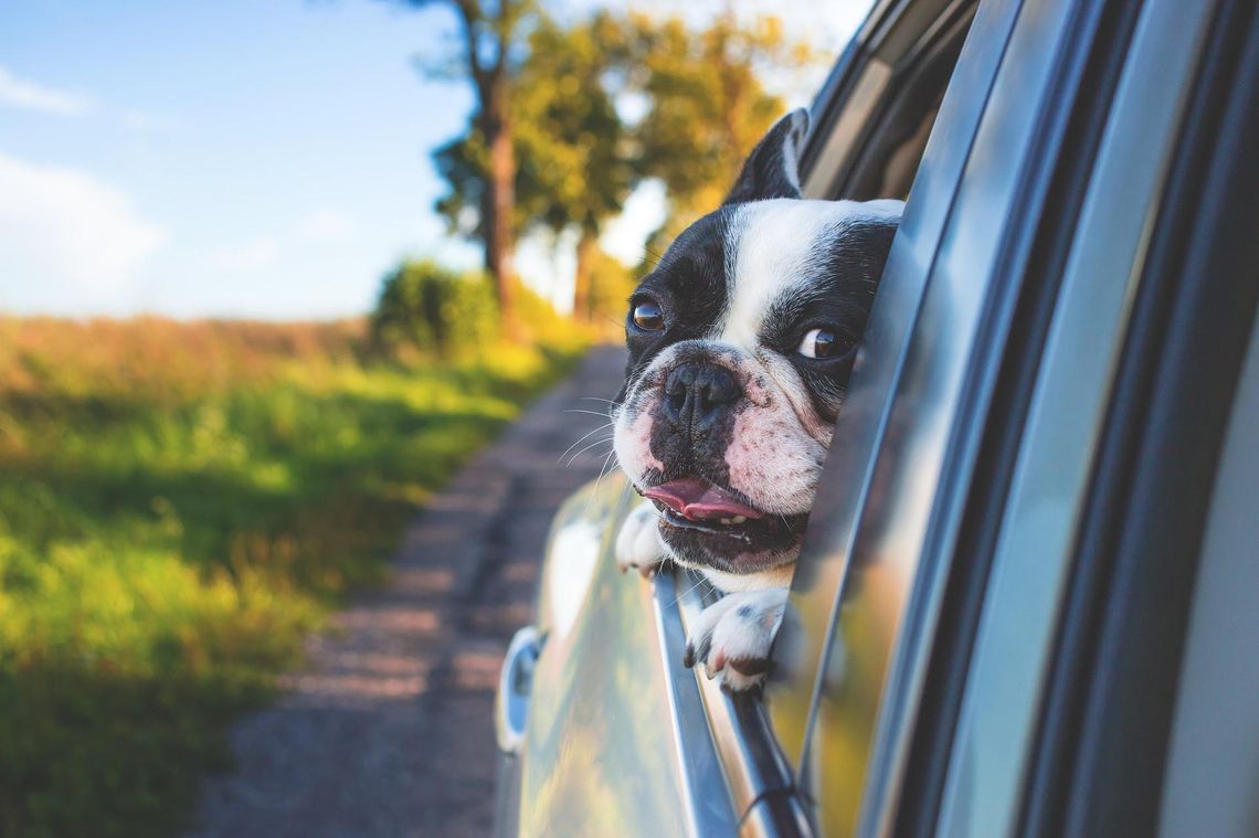 Jak zadbać o bezpieczeństwo psa w aucie? Smycz do samochodu dla psa to Twoje rozwiązanie