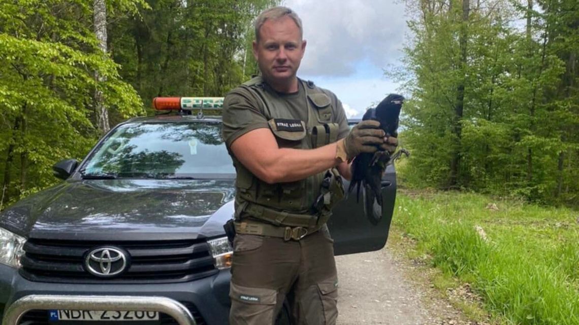 Młody kruk w tarapatach. Szybka interwencja w Nadleśnictwie Zaporowo