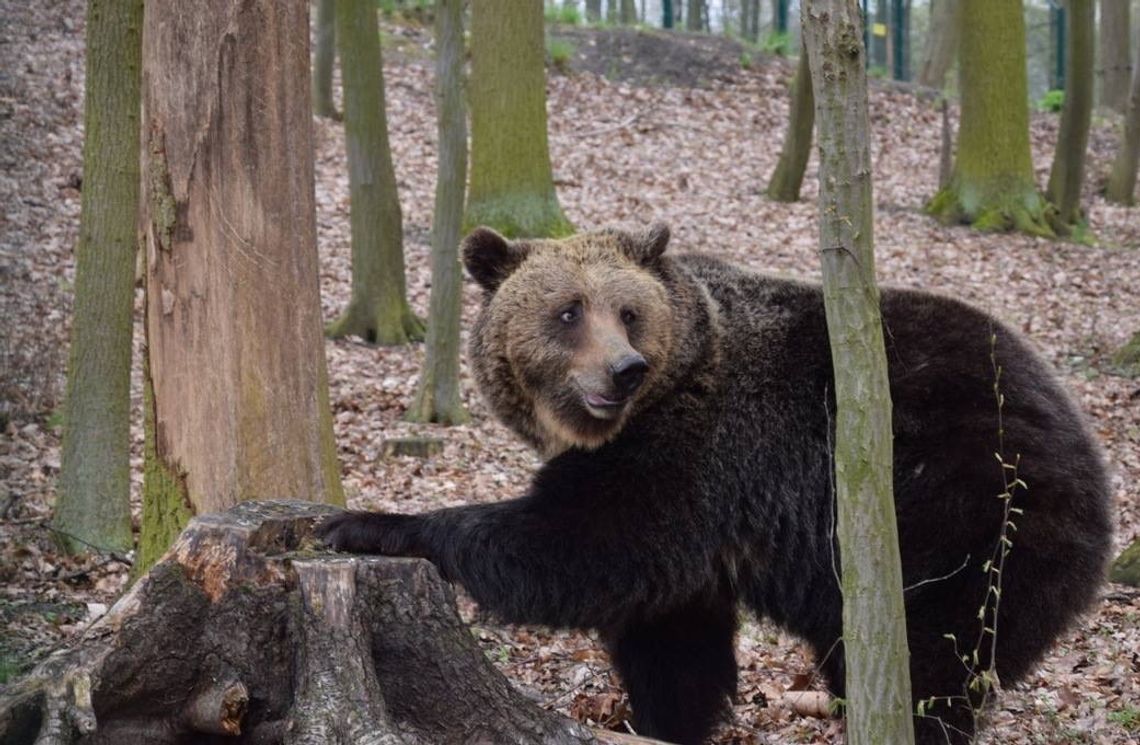 Niedźwiedzice pierwszy raz w życiu widzą las