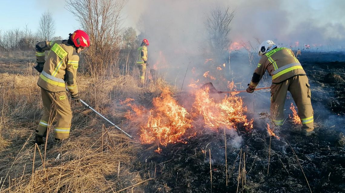 Płoną trawy. W większości – to podpalenia