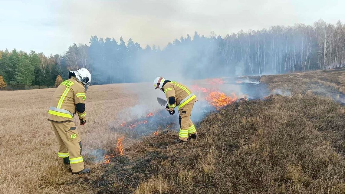 Pożar traw i leśnej ściółki. Silny wiatr przyspieszył rozprzestrzenianie się ognia