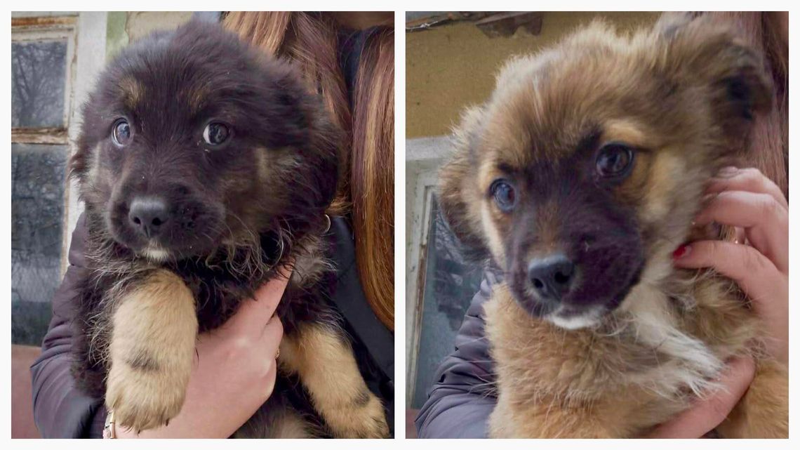 Psy czekają na swój dom. Gmina Lelkowo szuka nowych opiekunów Psy czekają na swój dom. Gmina Lelkowo szuka nowych opiekunów