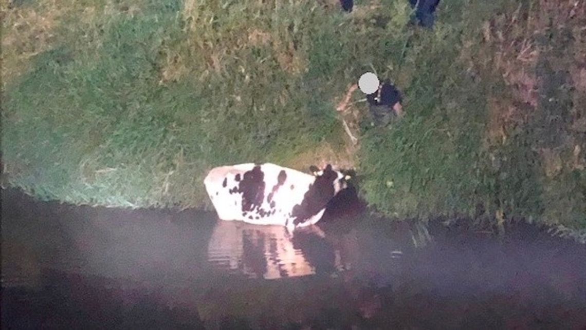 Ratowali krowę, która wpadła do rzeki