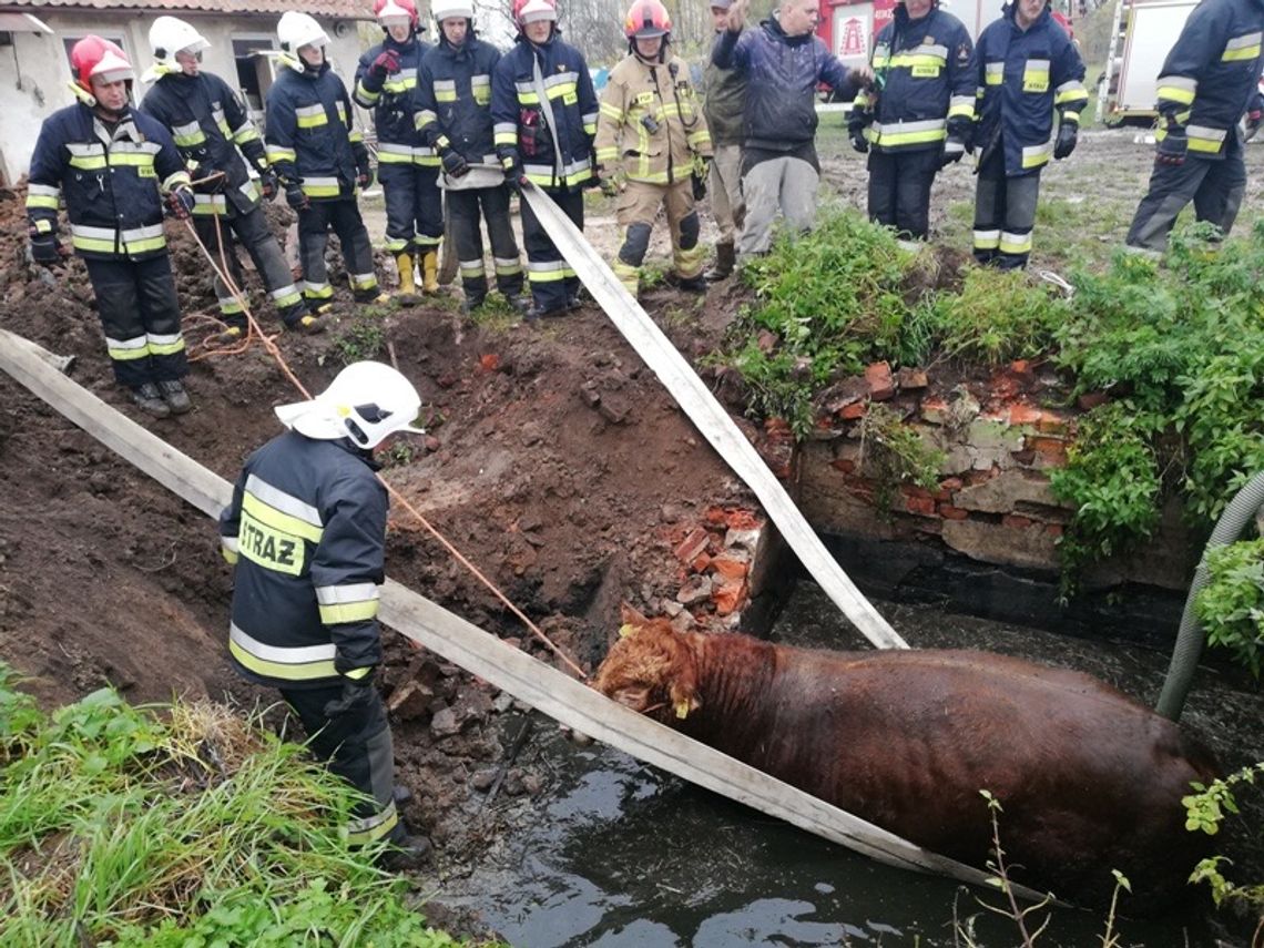 Strażacy ratowali byka, który wpadł do szamba
