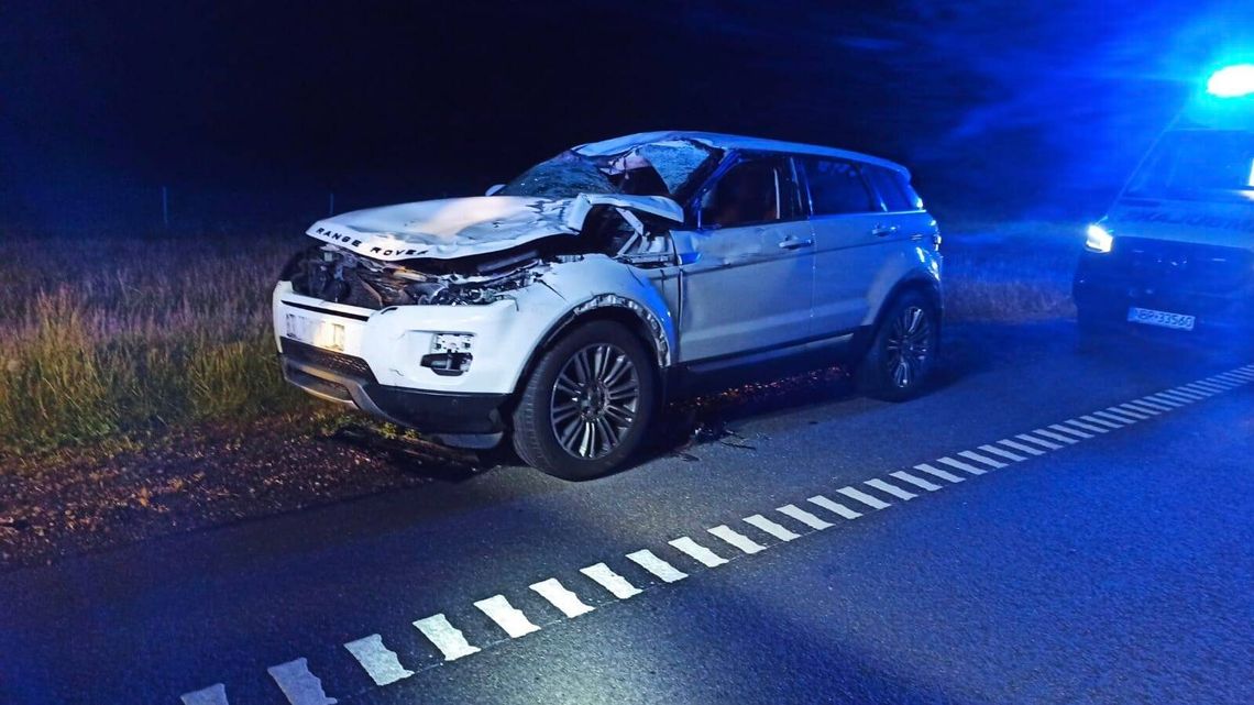 Zderzenie z łosiem na „berlince”. Range Roverem jechały cztery osoby
