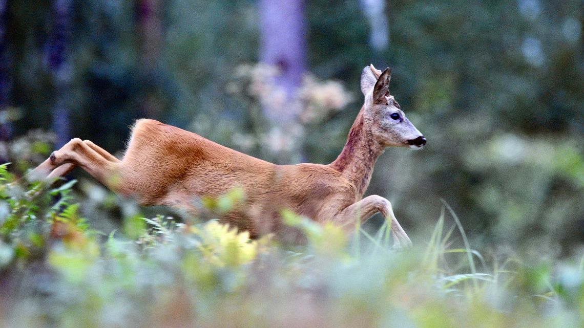 Zderzenie z sarną. Zwierzę poważnie uszkodziło samochód