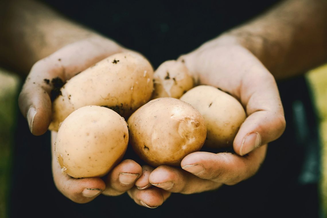 Zwalczanie szkodników ziemniaka - skuteczne metody ochrony upraw