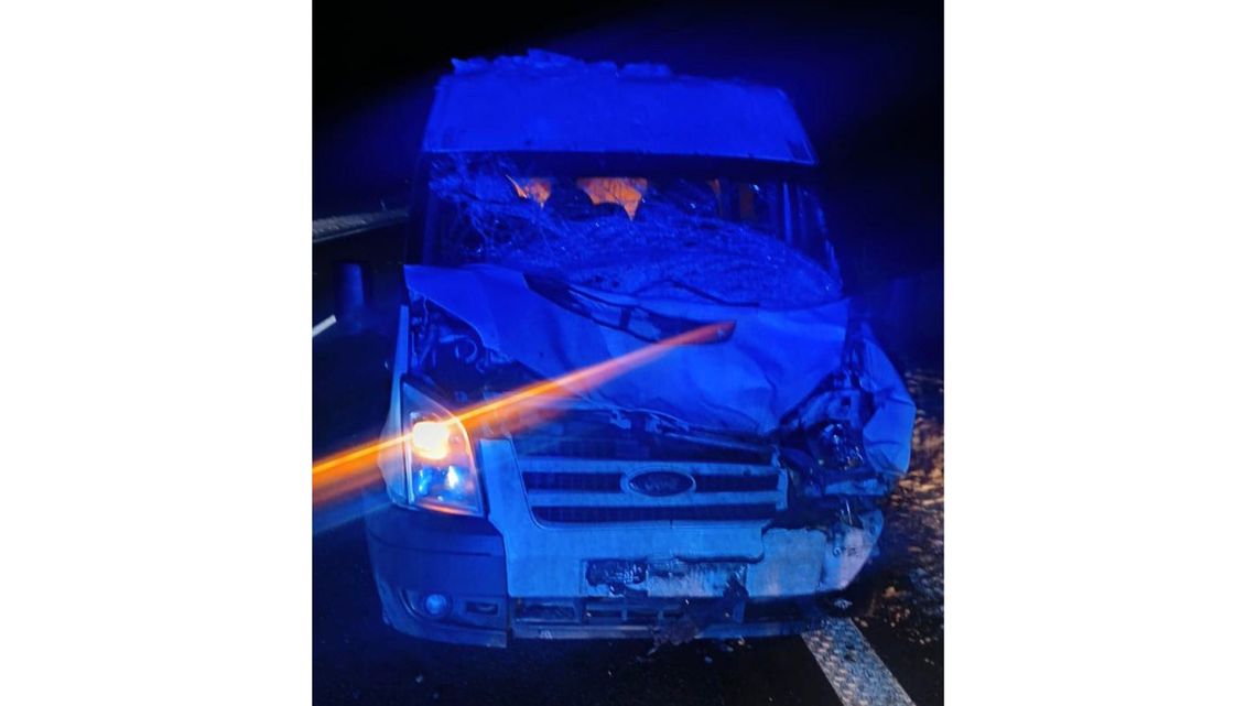 Zwierzę wyskoczyło wprost pod samochód. Kierowca nie zdążył zahamować. Zwierzę wyskoczyło wprost pod samochód. Kierowca nie zdążył zahamować.