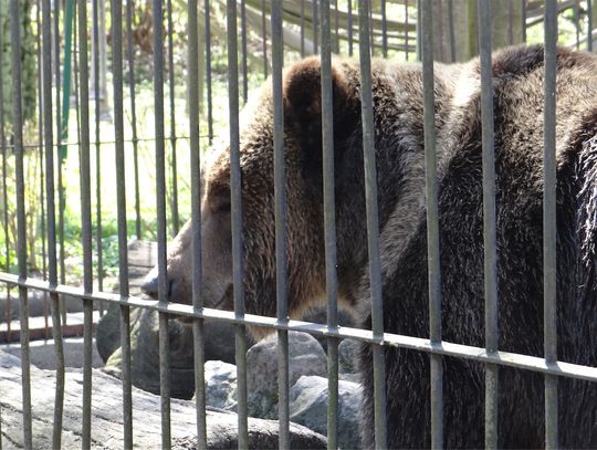 Niedźwiedzie z zoo w Braniewie