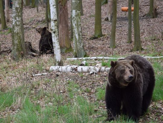 Niedźwiedzice z Braniewa w azylu w Poznaniu