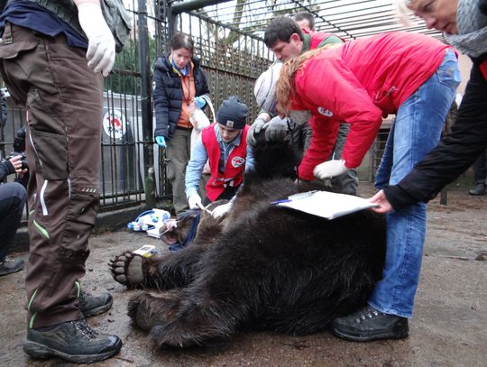 Niedźwiedzica Wojtusia przed wyjazdem do azylu w Poznaniu