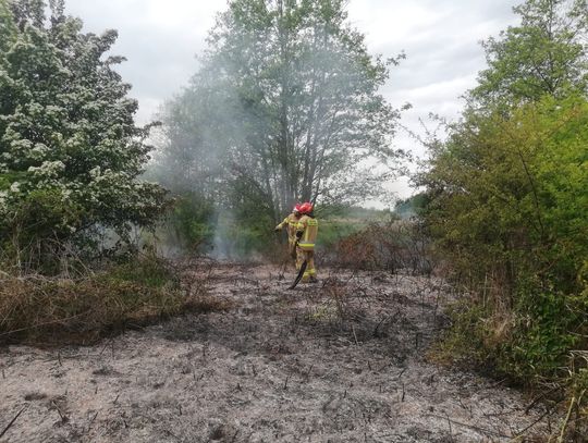 Pożar traw i krzaków w pobliżu Fromborka