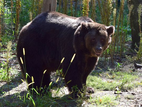 Niedźwiedzica Ewka w poznańskim ZOO