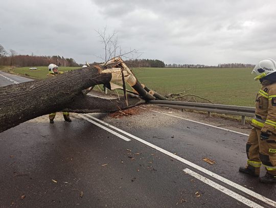 Silny wiatr – połamane drzewa, zniszczone auto