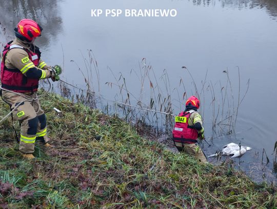 Strażacy wyłowili z Pasłęki martwe ptaki