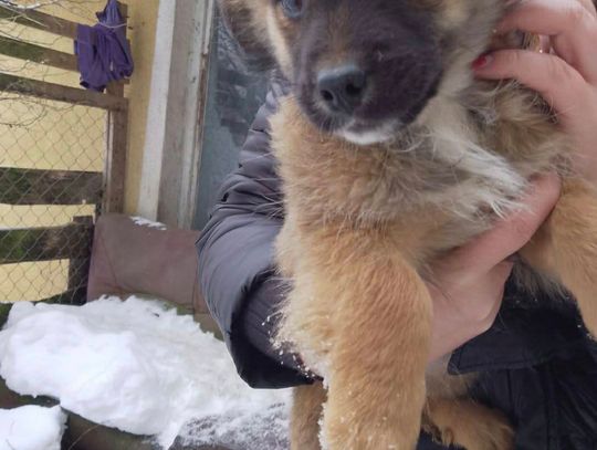 Psy do adopcji Psy do adopcji