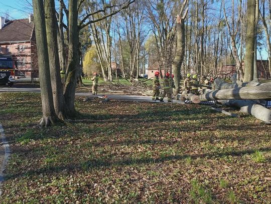 Wichura powaliła drzewo